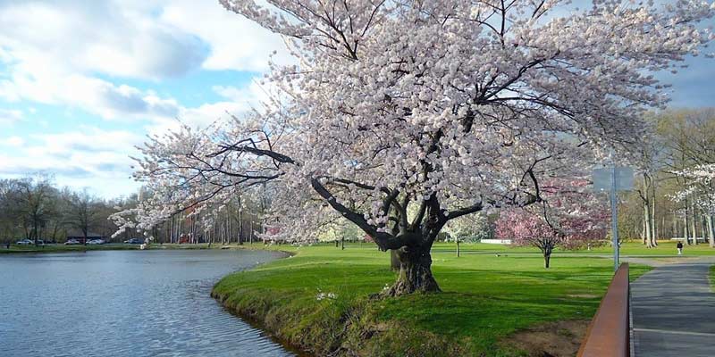 Spring Season