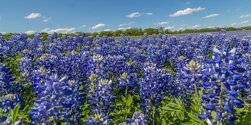 Hill Country, Texas